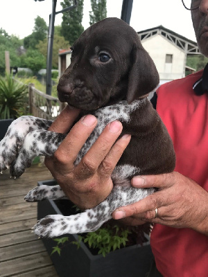 CHIOT 7
