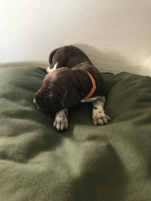 CHIOT 10