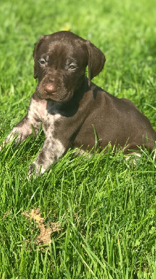 CHIOT