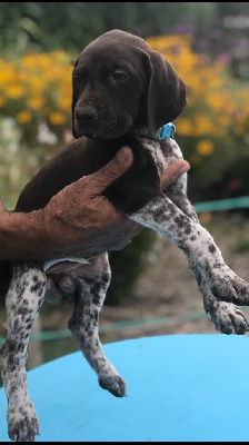 CHIOT