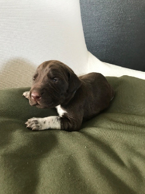 CHIOT 1